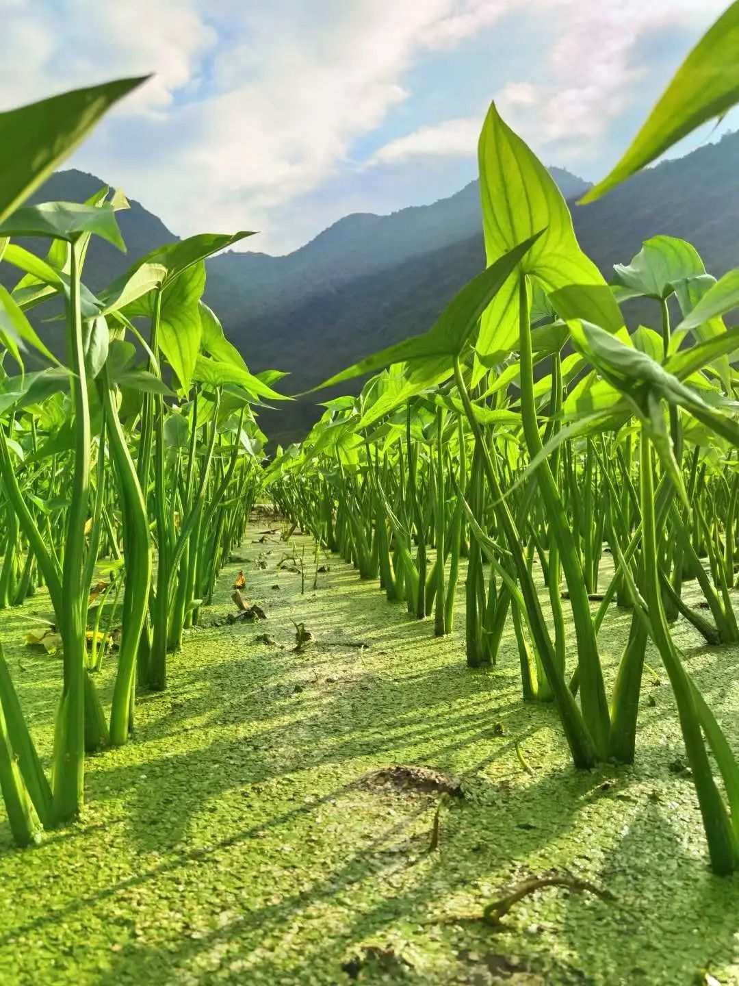 花城控股集團(tuán) 花城控股集團(tuán)