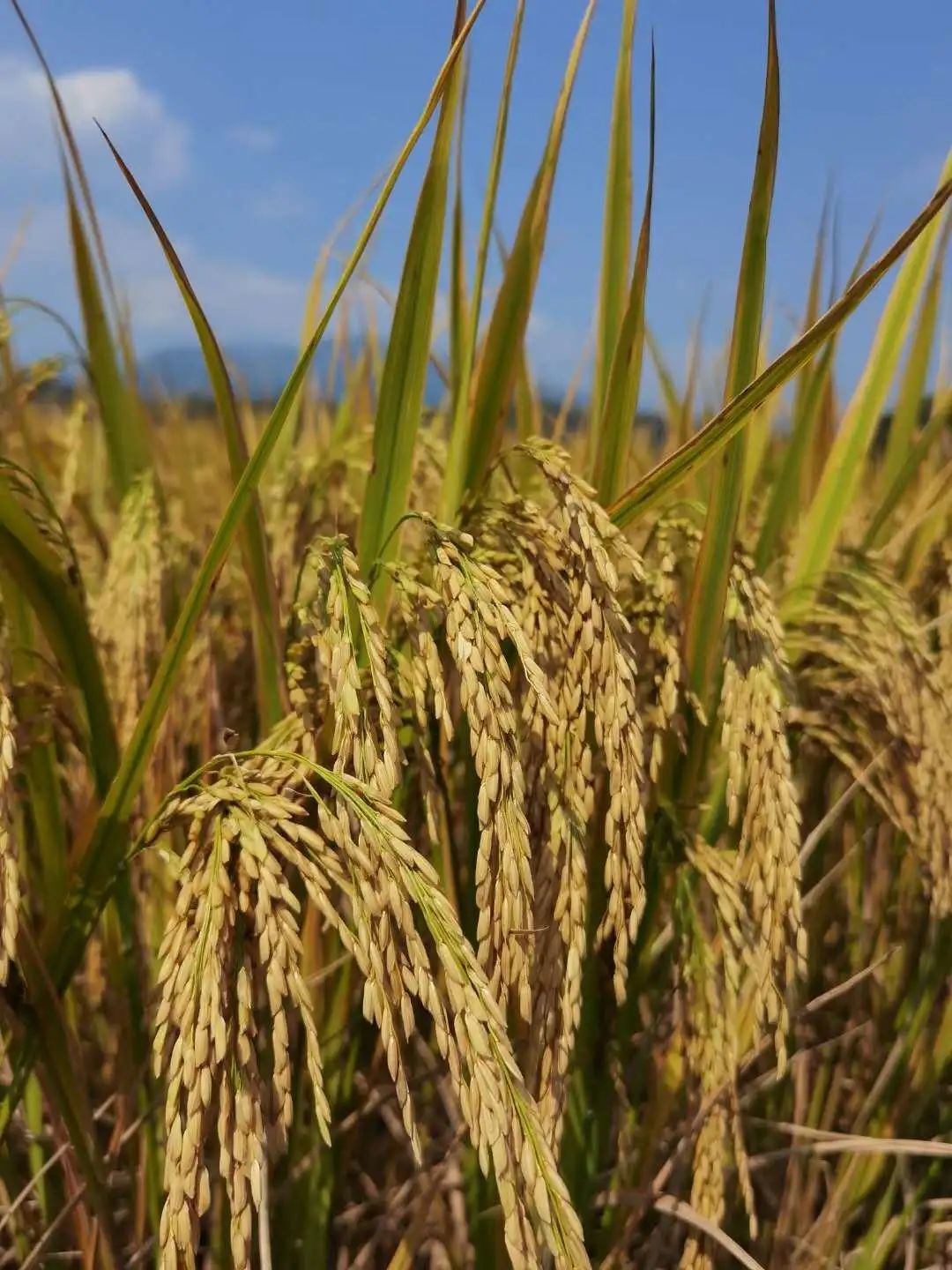 花城控股集團(tuán) 花城控股集團(tuán)