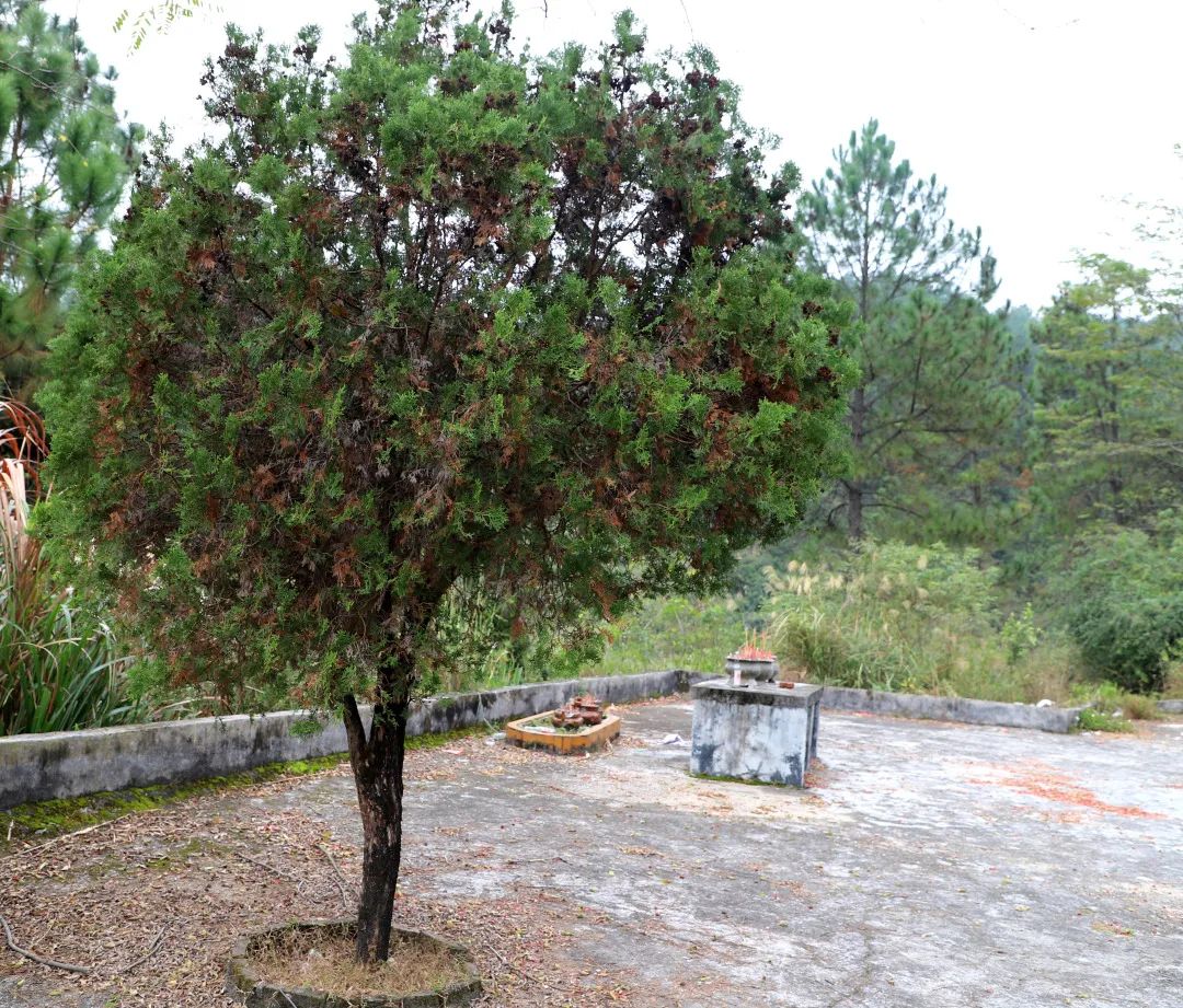 花城控股集團(tuán)