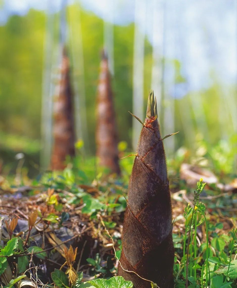 花城控股集團(tuán)