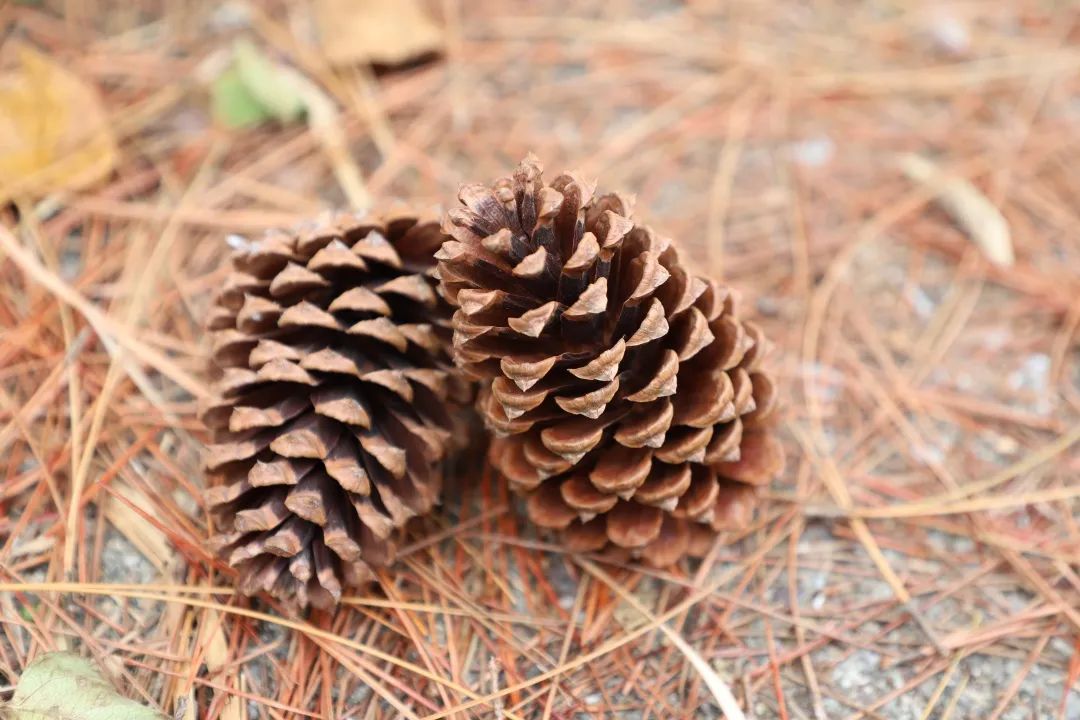 花城控股集團 花城控股集團