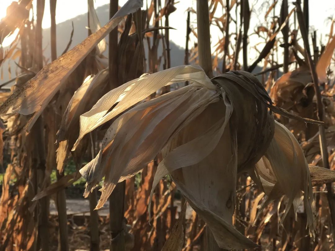 花城控股集團 花城控股集團