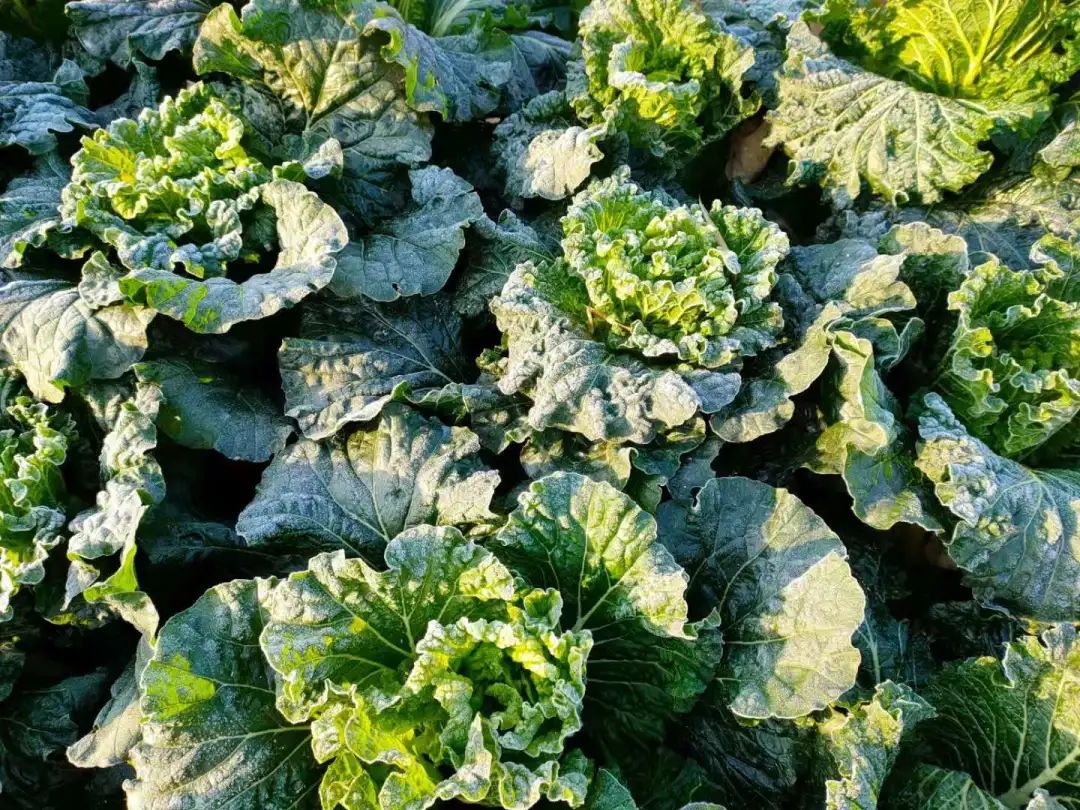 花城控股集團 花城控股集團